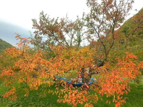 プラムの木紅葉