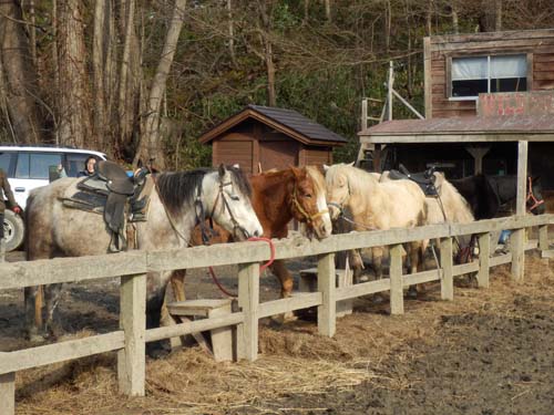 乗馬体験の馬たち