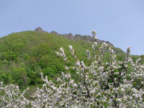 サクランボの花と八剣山