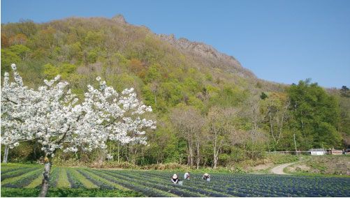 八剣山とサクランボの花