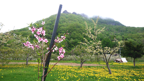 八剣山と桃の花